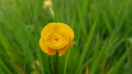 Close-up of yellow flower on field