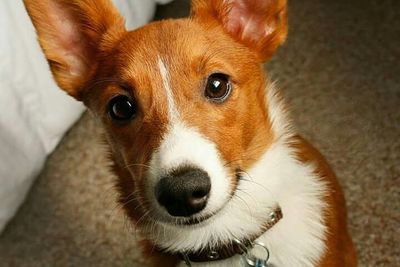 Close-up portrait of a dog