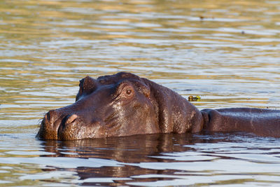 View of turtle swimming in lake