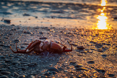 Crab on sand at beach