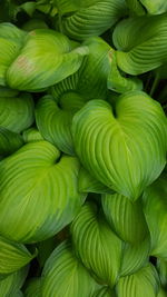 Full frame shot of green leaves