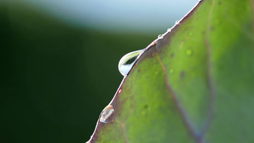 Close-up of leaf on plant