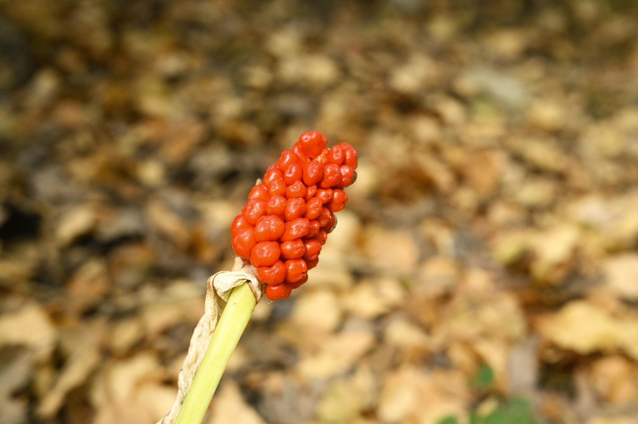 CLOSE-UP OF RED BERRIES ON PLANT