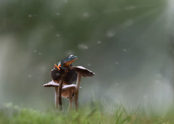 View of crab on grass