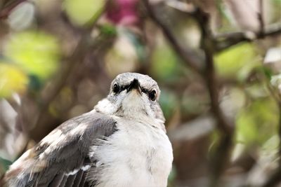 Close-up of a bird against blurred background