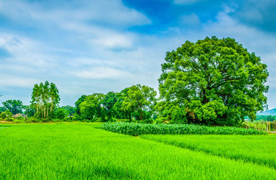 Trees on field against sky