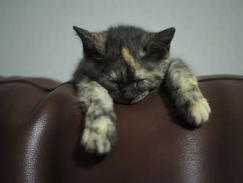 Close-up of cat resting on sofa