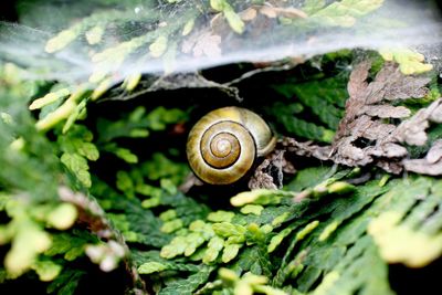 Close-up of snail on leaf