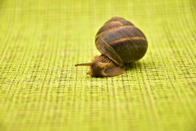 Close-up of snail on leaf