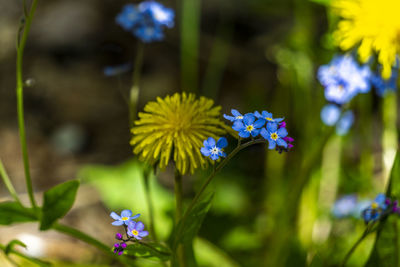 Close-up of purple flowering plant