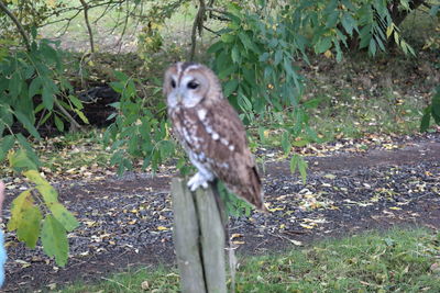 Bird looking away