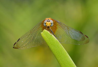 Close-up of dragonfly on leaf