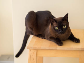 Cat relaxing on stool at home