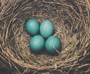 High angle view of blue eggs in nest