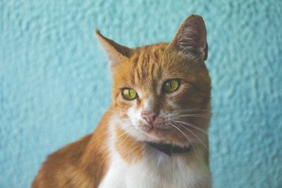 Close-up portrait of cat