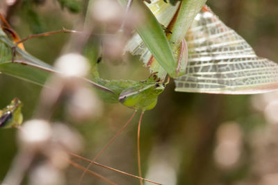 Close-up of caterpillar on plant