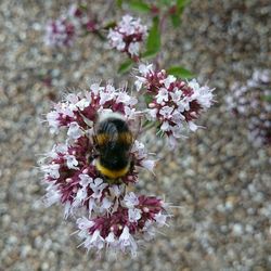 Close-up of bee pollinating on pink flower