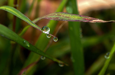 Close-up of wet plant during rainy season