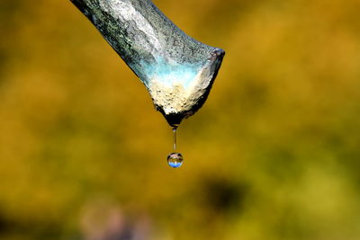 Close-up of water drop falling from leaf