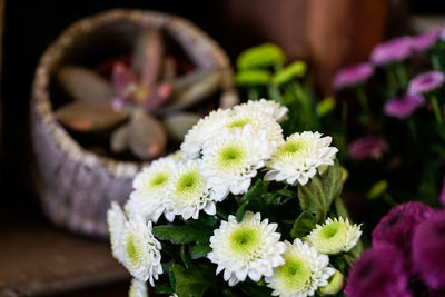 Close-up of white flowering plant