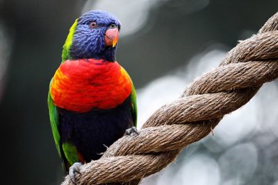 Close-up of parrot perching on rope