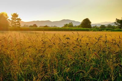 Scenic view of field against sky during sunset