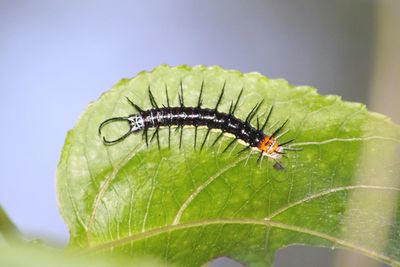 Close-up of insect on leaf