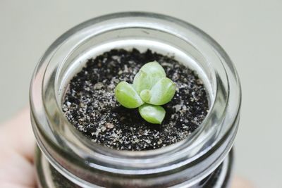 Close-up of green jar