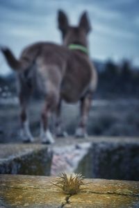 Close-up of horse against sky