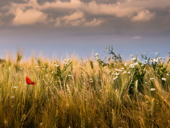 Scenic view of flowering plants on field against sky