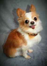 High angle portrait of dog sitting at home