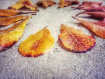 Close-up of orange leaves on table