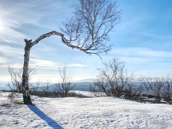 Bent alone tree in sowy winter landcape. alone tree in the snow in winter. beautiful white winter