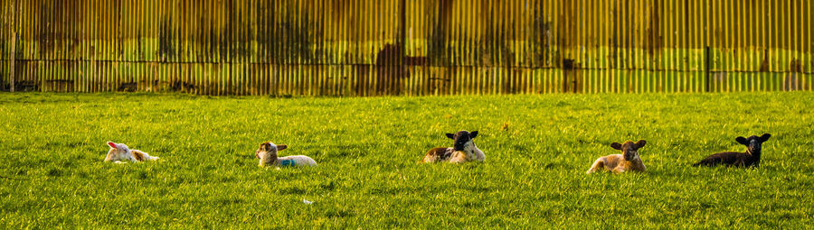 Panoramic shot of lambs resting on grassy field