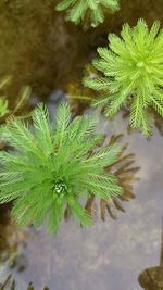 Close-up of leaves