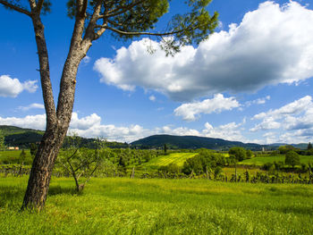 Scenic view of field against sky
