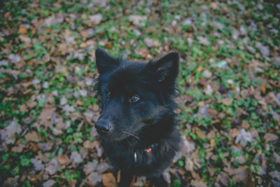 Portrait of black dog