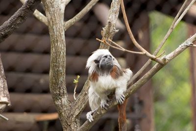 Close-up of a monkey on tree branch