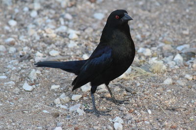 Close-up of bird perching on field