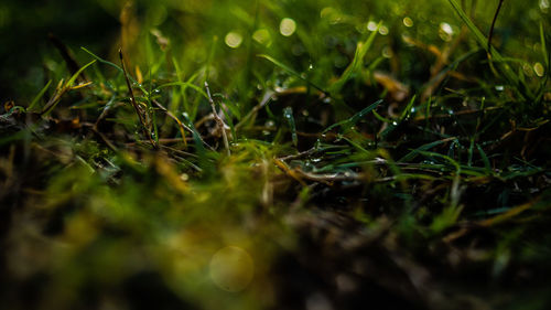 Close-up of wet grass