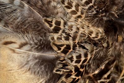 Close-up of a bird