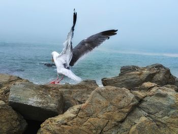 Seagulls flying over sea against sky