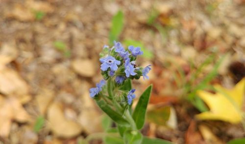 Close-up of purple flowers blooming outdoors