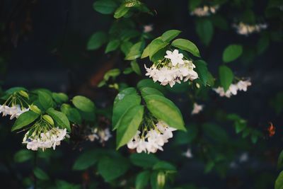 Close-up of white flowering plant