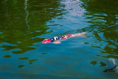 High angle view of turtle swimming in water