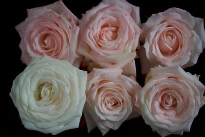 Close-up of roses