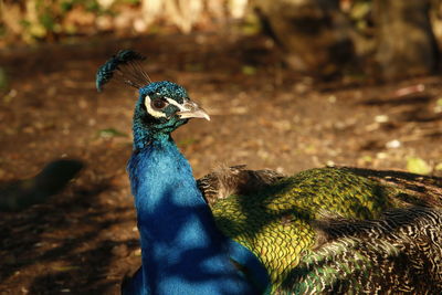 Close-up of peacock