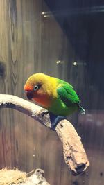 Close-up of parrot perching on wood