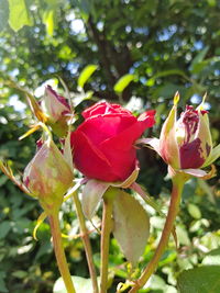 Close-up of red rose plant