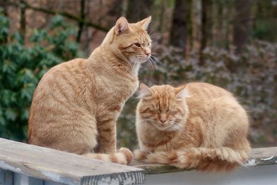 Two orange tabby cats